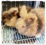 Teddy Rabbits - Bunny Rabbit Rabbit