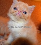 Persian Exotic Kitten - Persian Cat