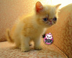 Persian Exotic Kitten - Persian Cat