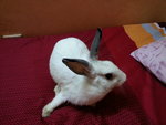 Baby - Angora Rabbit Rabbit
