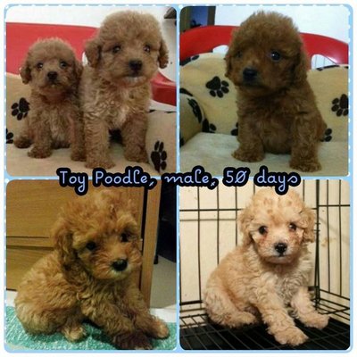 Teddy Toy Poodle - Poodle Dog