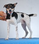 Cheeky Gboy - Mixed Breed Dog