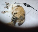 Bulat - Domestic Short Hair Cat