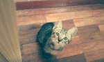 Arya &amp; Luna - Tabby + Domestic Short Hair Cat
