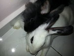 PF55780 - Lionhead + Bunny Rabbit Rabbit