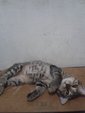 PF55800 - Bengal + Siamese Cat
