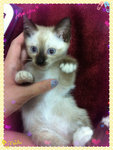 Kiki - Siamese + Domestic Medium Hair Cat