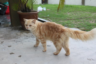 Comot - Domestic Long Hair Cat