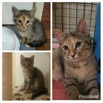 Oren - 3 stages of her growth