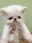Mimi  - Persian Cat