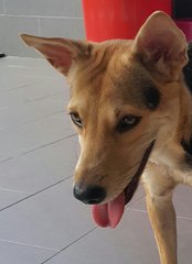 Angel Adopted - Mixed Breed Dog