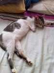 Amr Aiko - Domestic Short Hair Cat