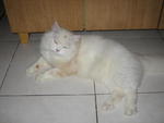 Puteh - Adopted By Rozy - Domestic Long Hair Cat