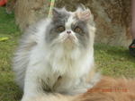 Hazirah - Persian Cat