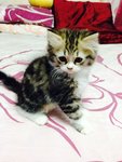 Miao Miao 1 - Persian Cat