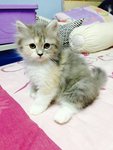 Miao Miao 2 - Persian Cat