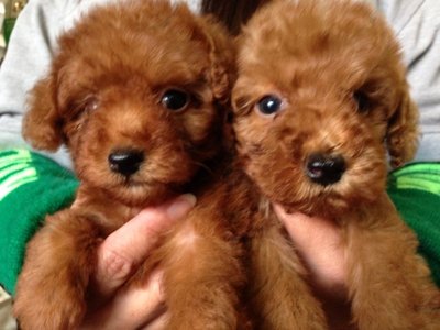 Toy Poodle - Brown And Red - Poodle Dog