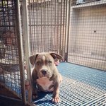 American Bully . - American Staffordshire Terrier + Pit Bull Terrier Dog
