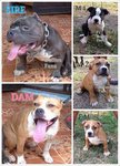 American Bully (Biz Markie) - American Staffordshire Terrier + Pit Bull Terrier Dog