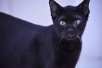 Blackie (Neutered Male) - Domestic Short Hair Cat
