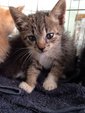 4 Kittens - Domestic Short Hair + Oriental Short Hair Cat