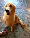Lilo - Golden Retriever Dog