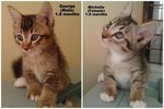 George &amp; Michelle - Domestic Medium Hair Cat