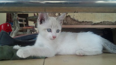 Pou - Domestic Short Hair + American Shorthair Cat
