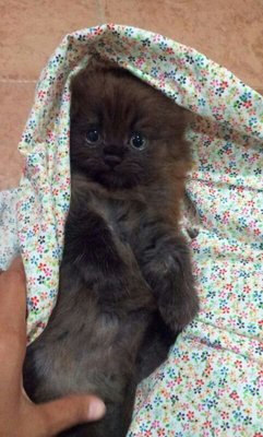 Domok - Persian Cat