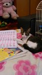 Training to be a Mathematics pro.. Meow!