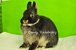 Netherland Dwarf - Black Otter 51 - Netherland Dwarf Rabbit