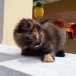 Luna - Persian + Domestic Long Hair Cat