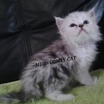 Maco - Persian Cat