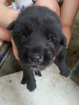 5 Lilttle Cute Puppies - Mixed Breed Dog