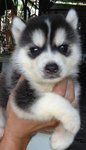 PF56324 - Siberian Husky Dog