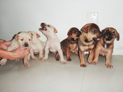 The Chubby Cikus - Mixed Breed Dog