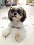 Xixi - Shih Tzu Dog