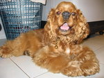 Bebe - Cocker Spaniel Dog