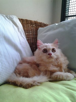 Diva Gurl 2 - Domestic Long Hair + Persian Cat
