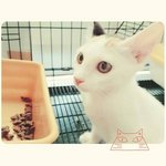 X (Adopted) Liang - Miju (小米) - Domestic Short Hair Cat