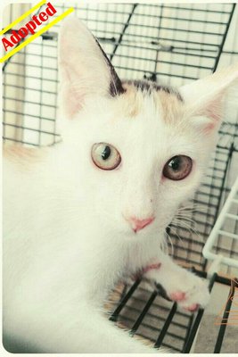 X (Adopted) Liang - Miju (小米) - Domestic Short Hair Cat
