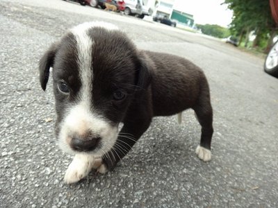 Zorro - Mixed Breed Dog