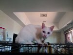 6 month-old female kitten(blue eyes) adopted 