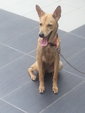 PF56623 - Mixed Breed Dog