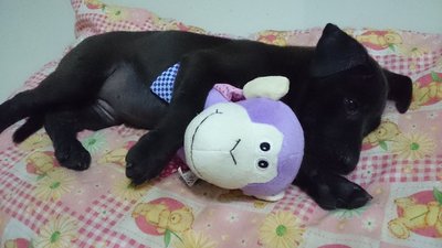 Urgent ! For Adoption - Mixed Breed Dog