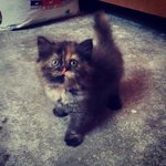 Momo - Domestic Long Hair + Calico Cat