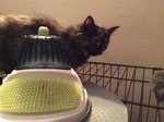 Mika - Calico + Domestic Long Hair Cat