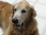 Golden Retreiver - Golden Retriever Dog