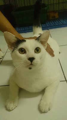 M5 - Domestic Short Hair Cat
