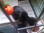 Blackie - Domestic Long Hair Cat